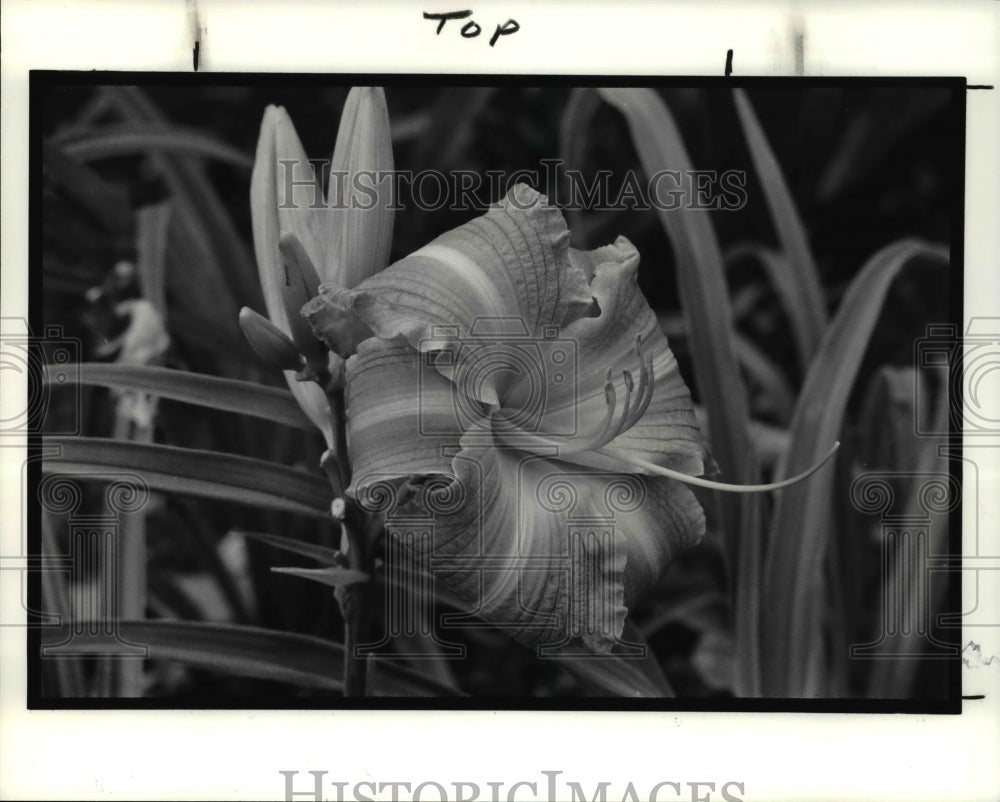 1990 Press Photo The Lake Norman sunset with the beauty of the day lilies- Historic Images