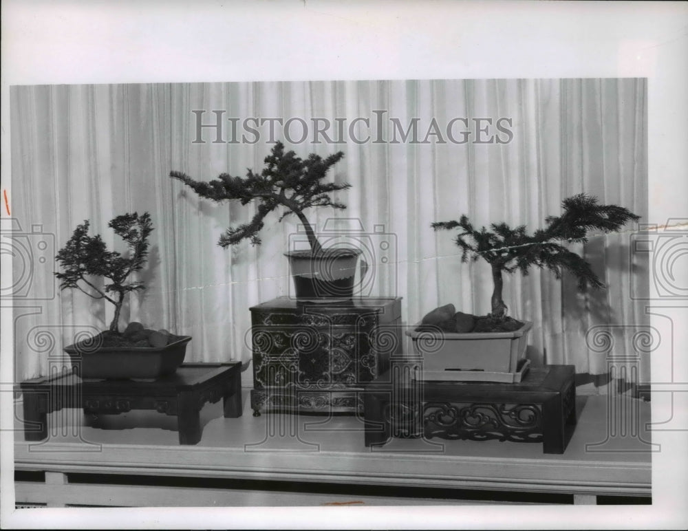 1964 Press Photo The evergreens bonsai- Historic Images