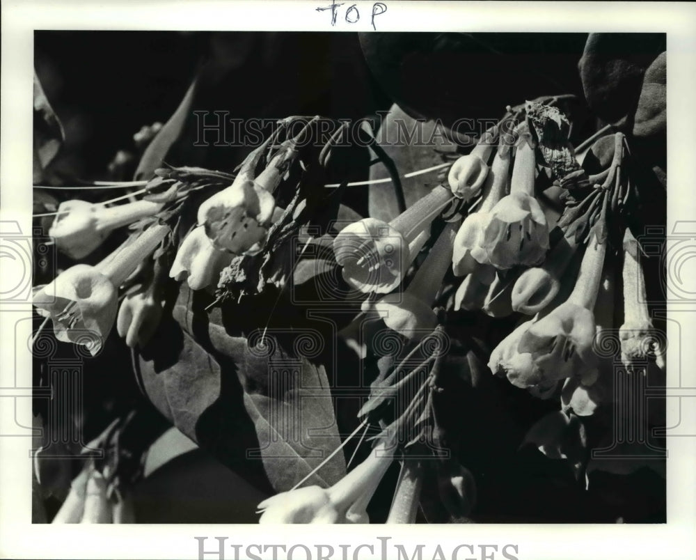 1993 Press Photo Wildflower garden of Paul &amp; Hilda Otto- Historic Images