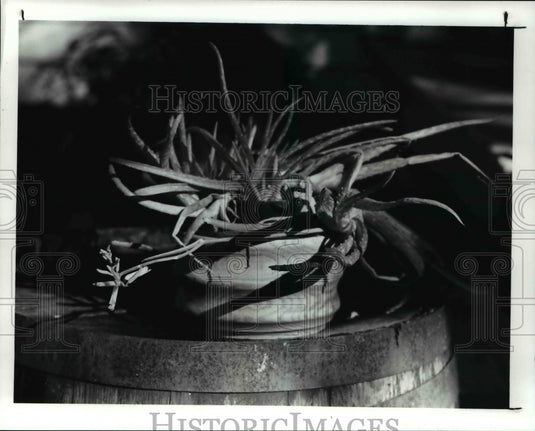 1990 Press Photo The Aloe Vera plant blooming - Historic Images