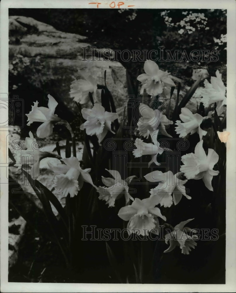 1965 Press Photo Daffodils at flower show- Historic Images