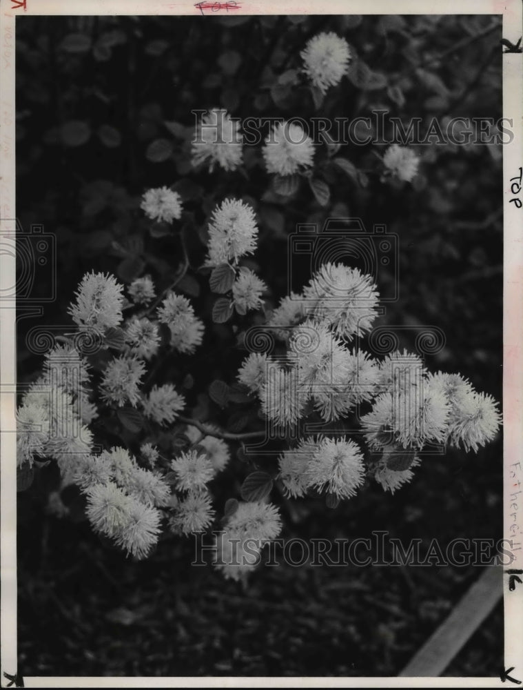 1962 Press Photo The fothergilla, small shrub bloom and bright autumn foliage- Historic Images