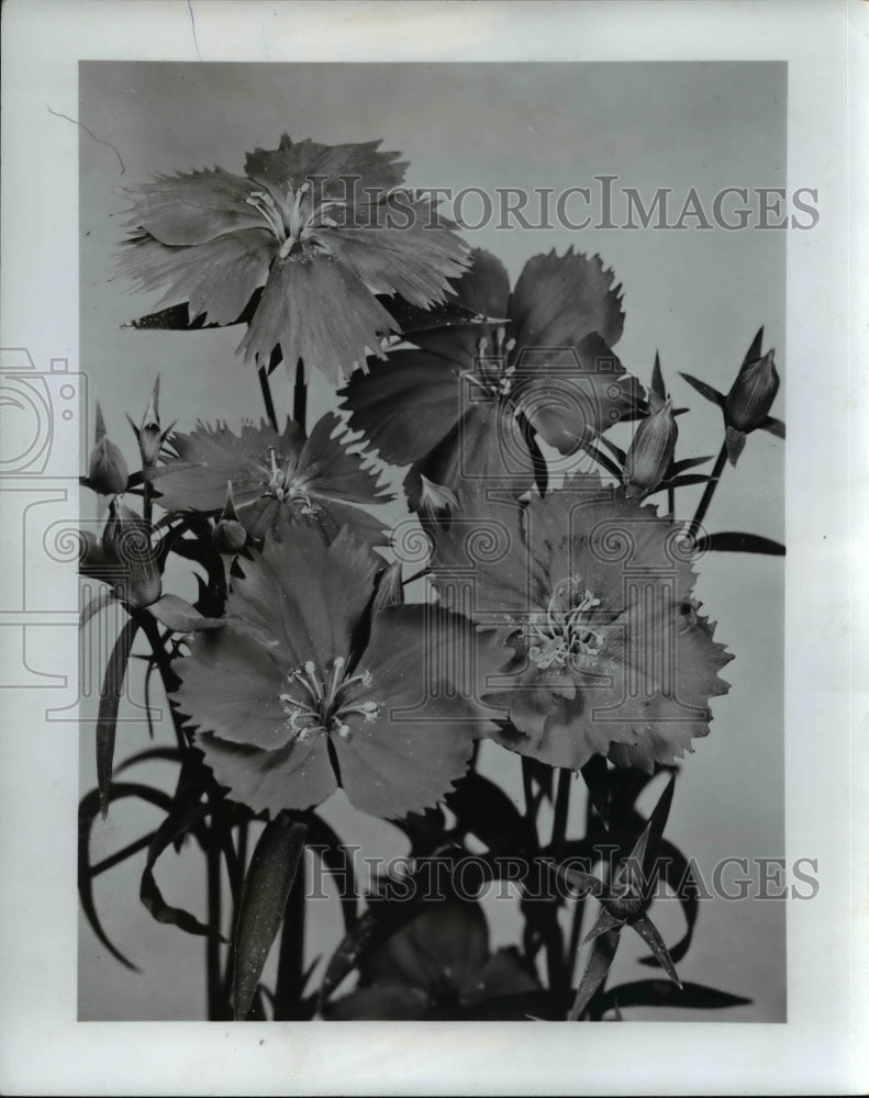 1966 Press Photo The bravo Dianthus- Historic Images