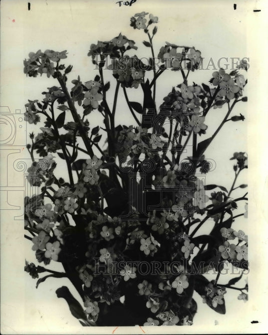 1969 Press Photo Forget-Me-Not flowering plant- Historic Images