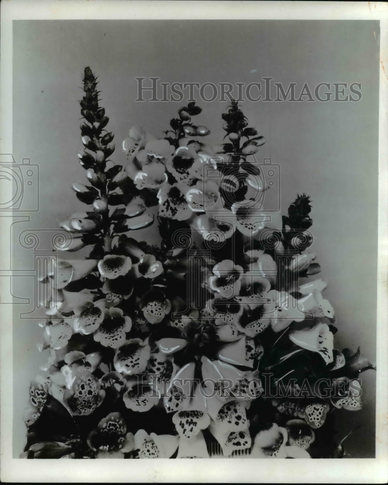 1969 Press Photo Foxgloves- Historic Images