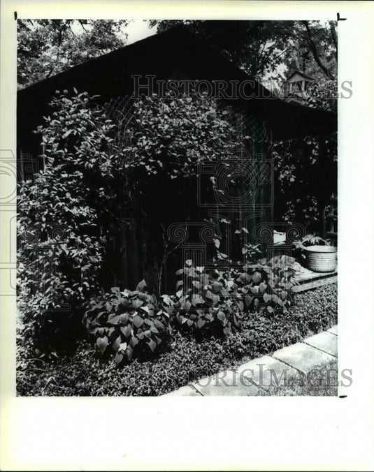 1991 Press Photo The hively clematis- Historic Images