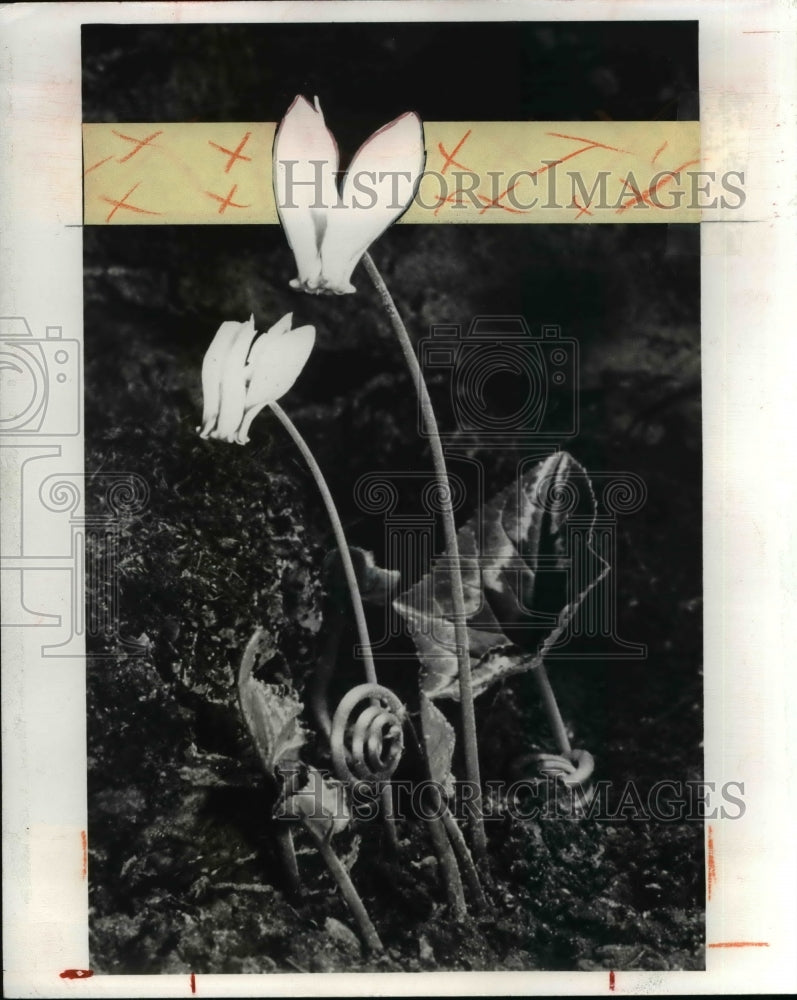 1969 Press Photo The wild cyclamen- Historic Images