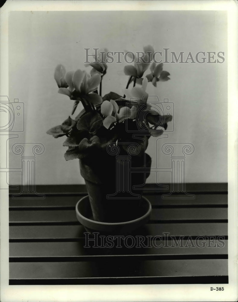 1964 Press Photo The cyclamen- Historic Images