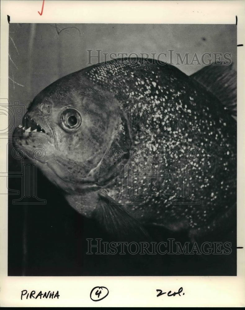 1992 Press Photo The fiercest meat eater in the world, piranha- Historic Images