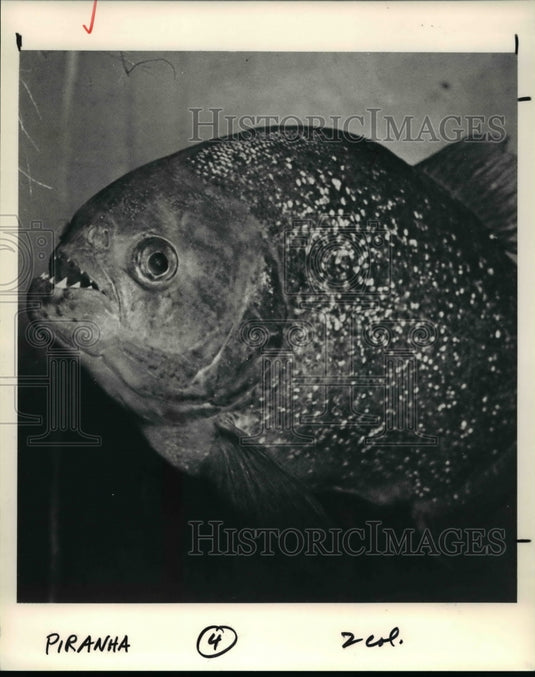 1992 Press Photo The fiercest meat eater in the world, piranha- Historic Images