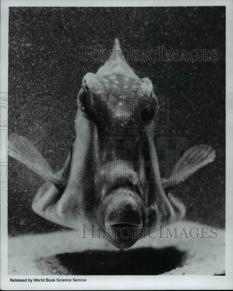 1968 Press Photo The Trunkfish, poisonous fish- Historic Images