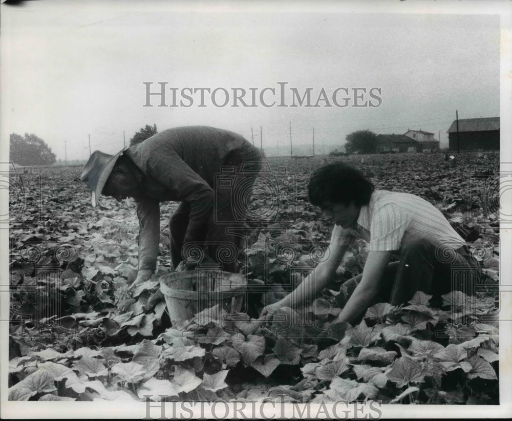 1975 Press Photo Migrant laborers picking cucumbers in field Southwest of Toledo- Historic Images