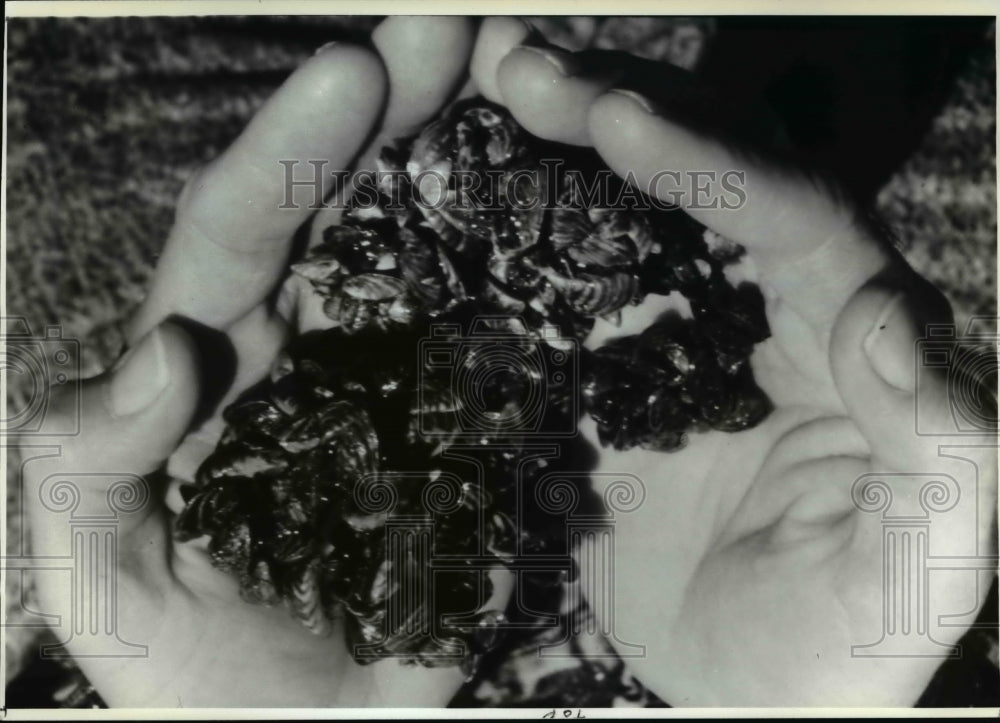 1990 Press Photo Zebra mussels affecting the Great Lakes region- Historic Images