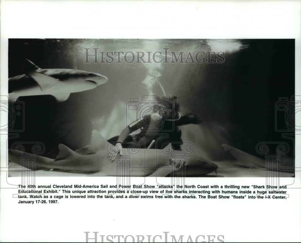 1997 Press Photo Sharks- Historic Images