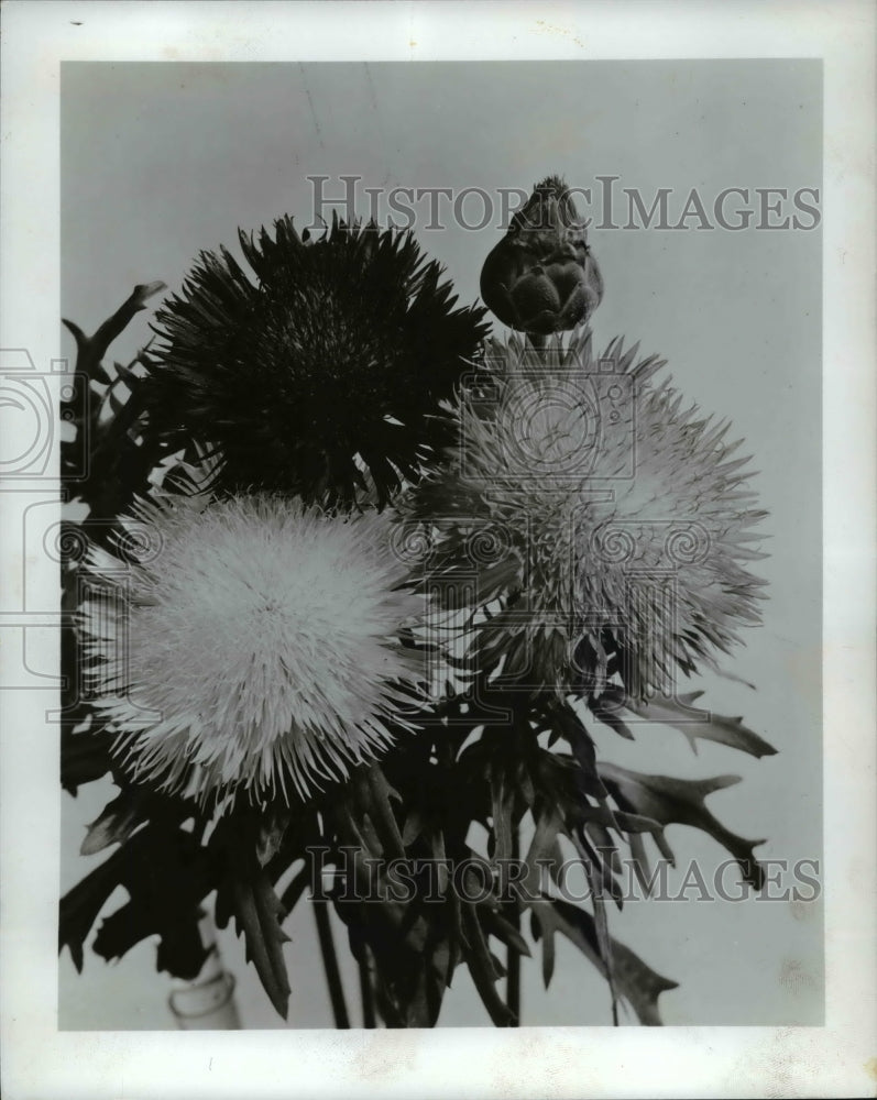 1967 Press Photo Sweet Sultan flower- Historic Images