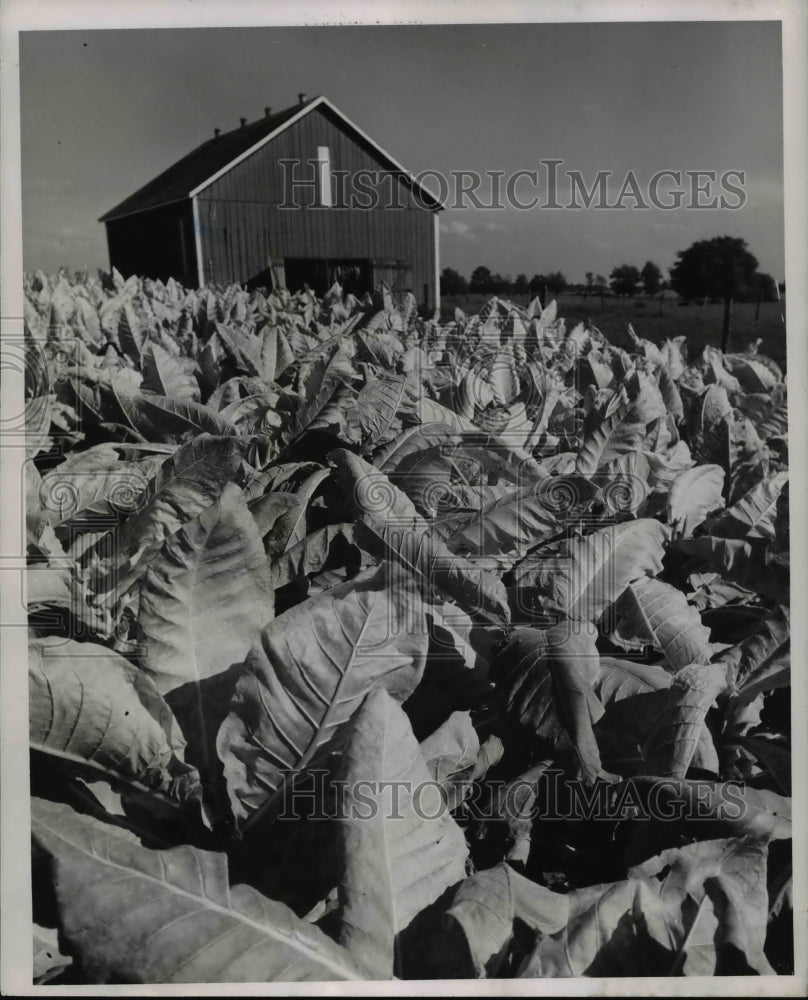 1962 Press Photo The Burley Tobacco in central part of Kentucky- Historic Images