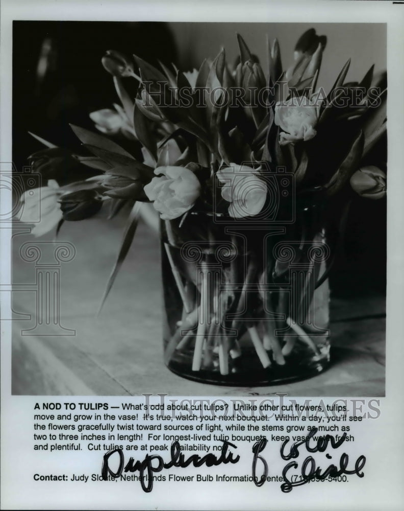 1996 Press Photo Tulips on a vase- Historic Images