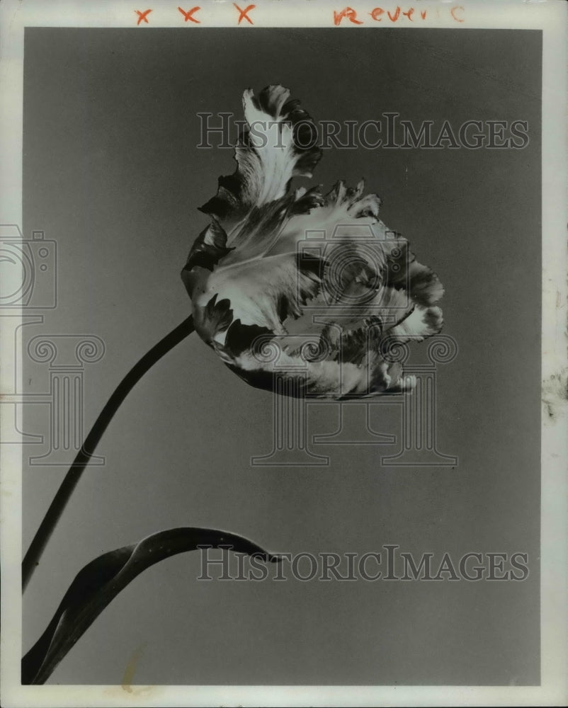 1963 Press Photo Texas Gold- Historic Images