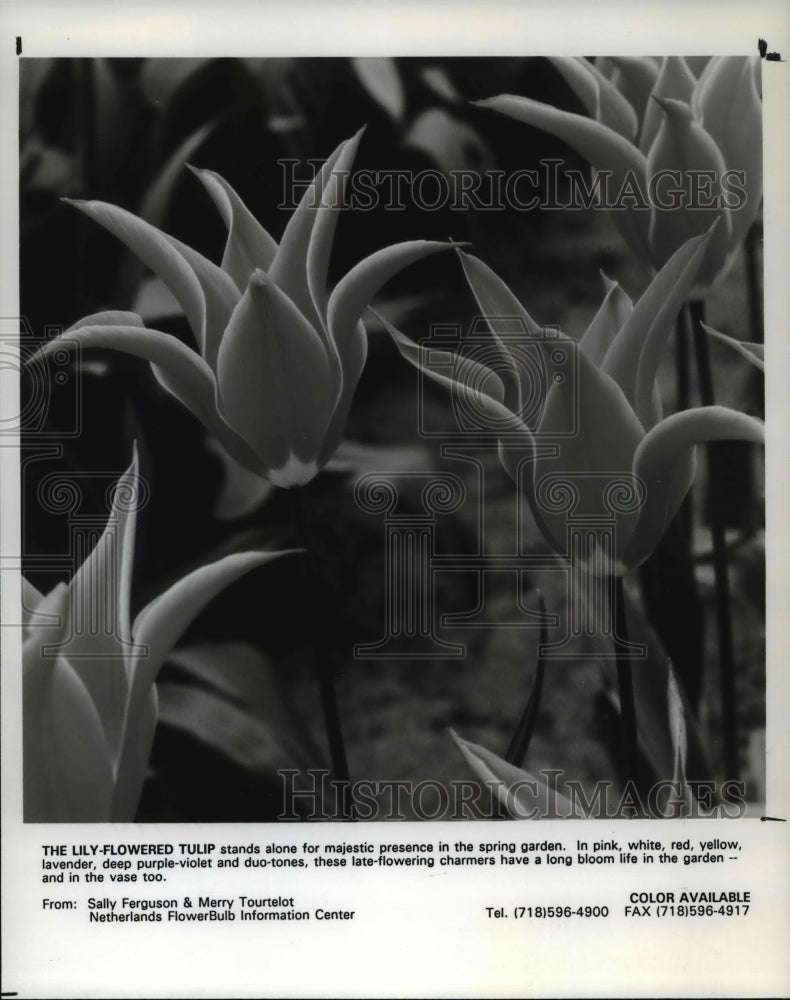 1990 Press Photo The Lily-Flowered Tulip on a Spring Garden- Historic Images