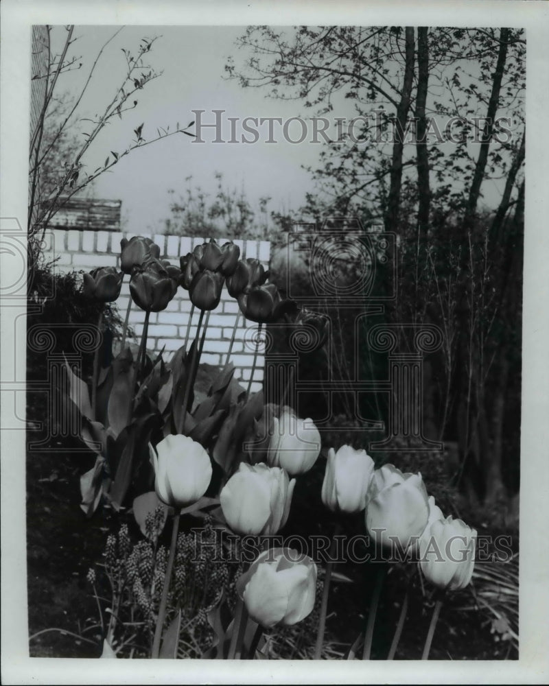 1971 Press Photo Display of Tulips- Historic Images