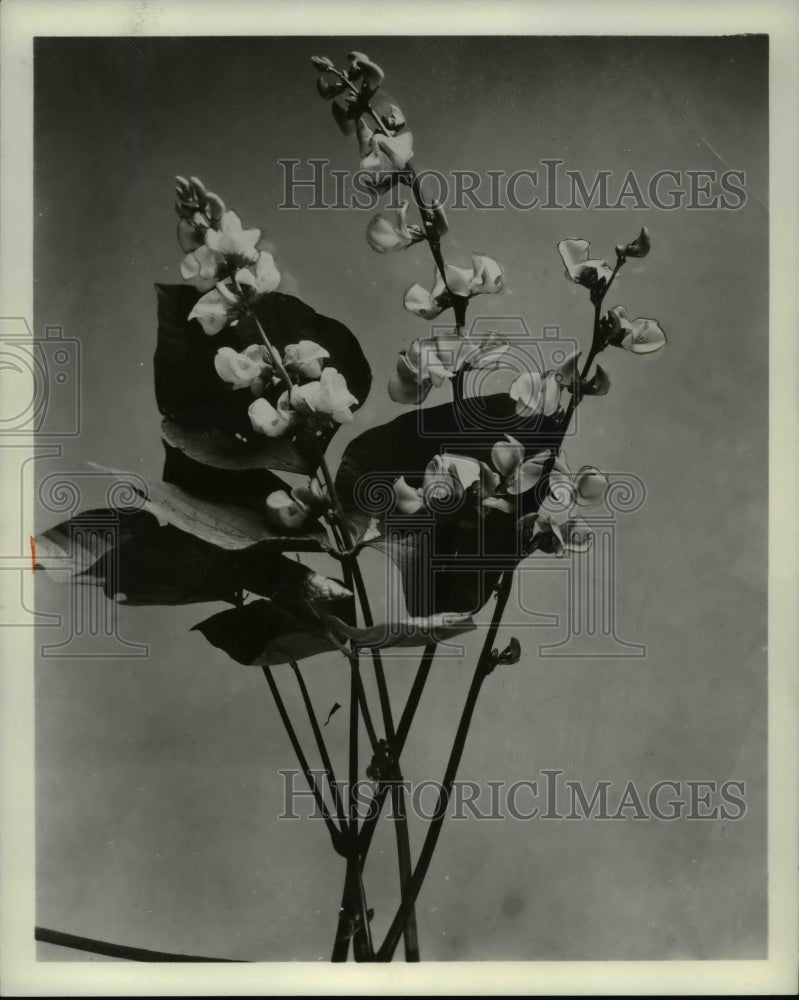 1968 Press Photo Flowers & Plants