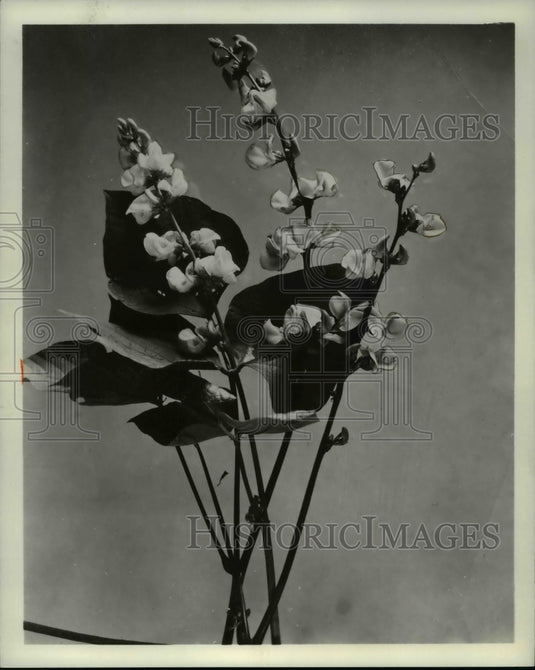 1968 Press Photo Flowers & Plants