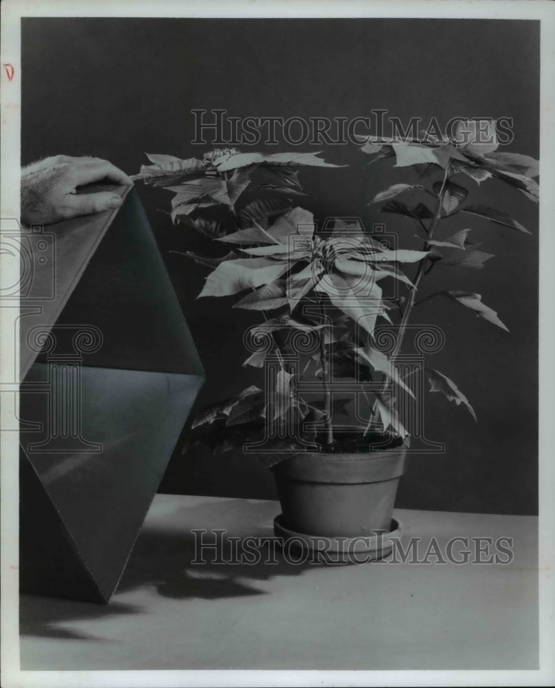 1977 Press Photo Poinsettia Plants- Historic Images