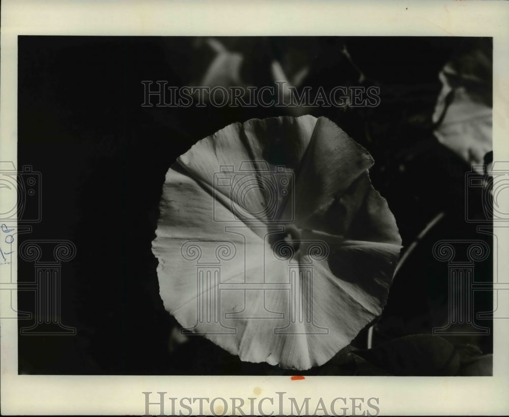 1970 Press Photo Morning Glory Flowers- Historic Images