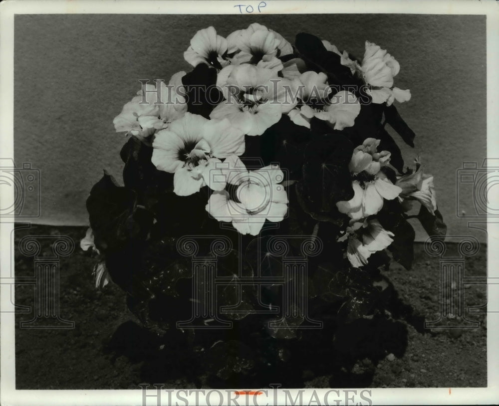 1970 Press Photo Nasturtuims Flowers- Historic Images