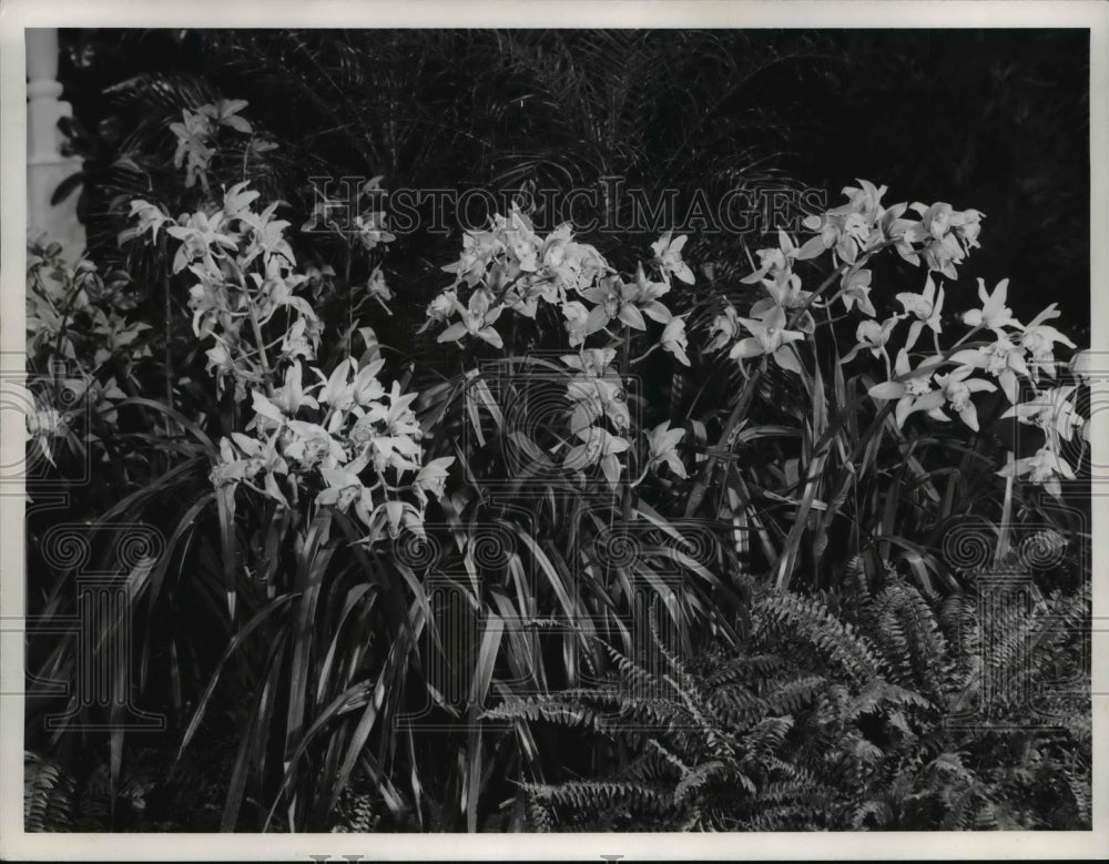 1962 Press Photo Long sprays of Pink Orchids of the Cymbidium family - Historic Images