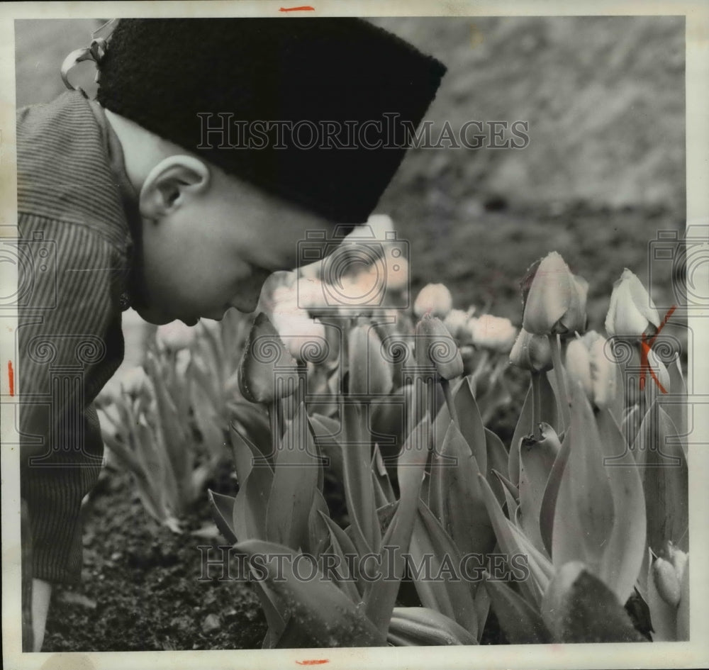 1965 Press Photo Visitor at Sterling Forest Garden smelling tulips- Historic Images