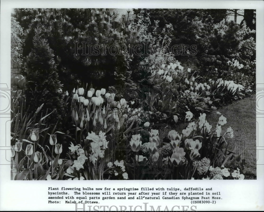 1996 Press Photo Plant flowering bulbs tulips, daffodils & hyacinths for spring- Historic Images