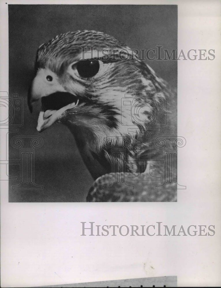 1964 Press Photo The falcon from the Birds over America- Historic Images