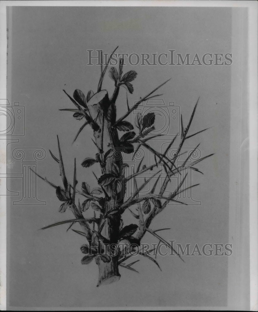 1964 Press Photo The mallow plant with flower