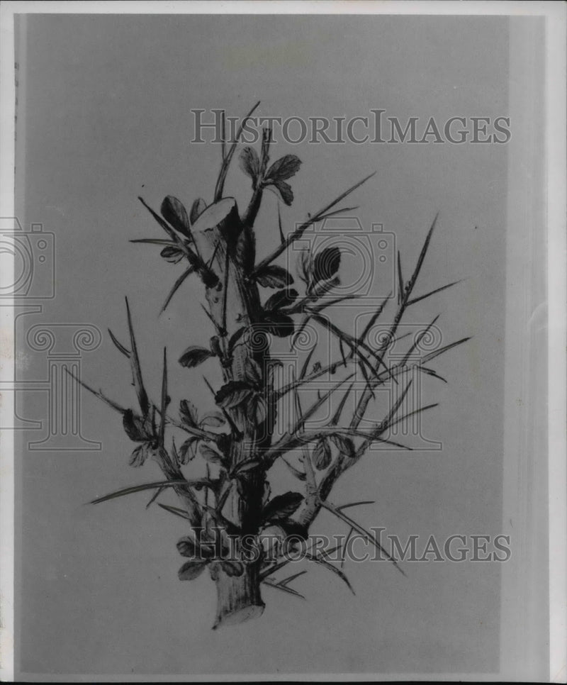Load image into Gallery viewer, 1964 Press Photo The mallow plant with flower
