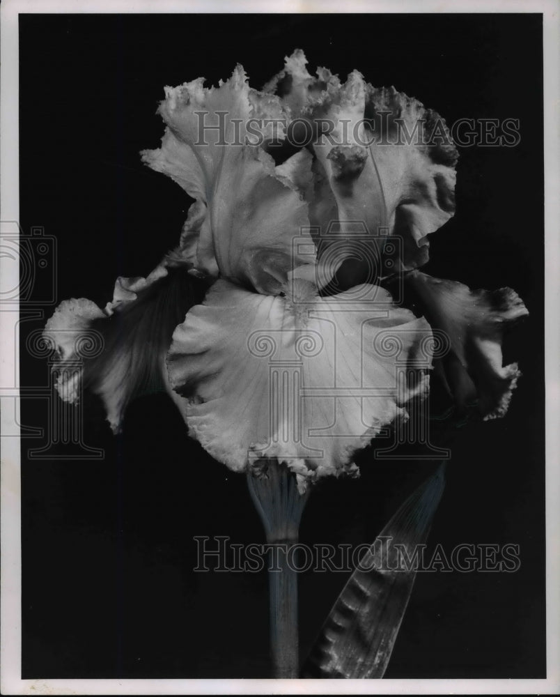 1966 Press Photo The glamorous iris, yellow lace, tall bearded iris- Historic Images