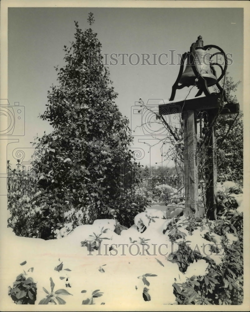 1968 Press Photo Flowers & Plants Holly- Historic Images