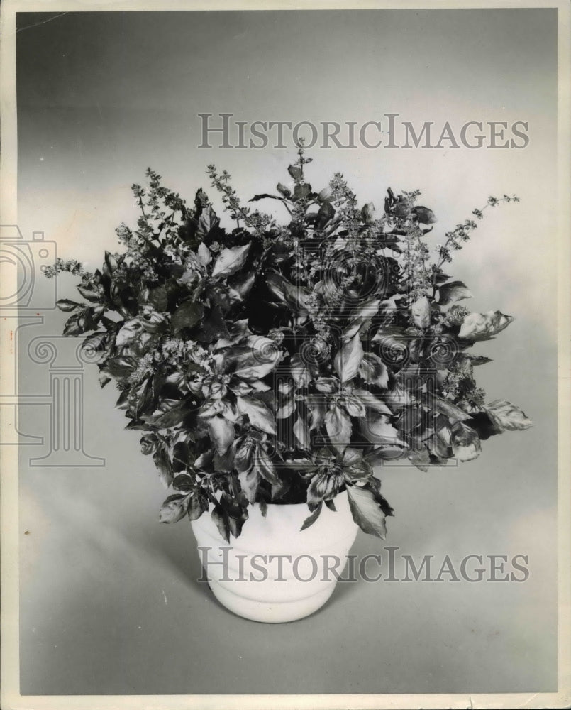 1962 Press Photo Ornamental Basil Dark Opal- Historic Images