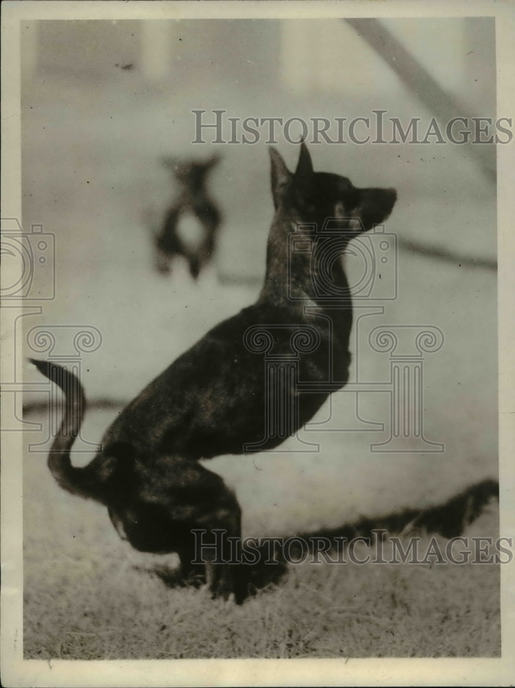 1931 Press Photo Venus 10month old dog with kangaroo likeness- Historic Images