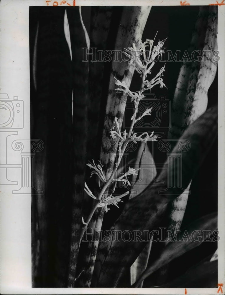 1968 Press Photo Sansevieria Flowers in Bloom.- Historic Images