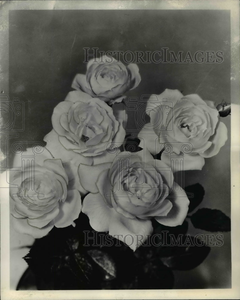 1961 Press Photo Peach Roses- Historic Images