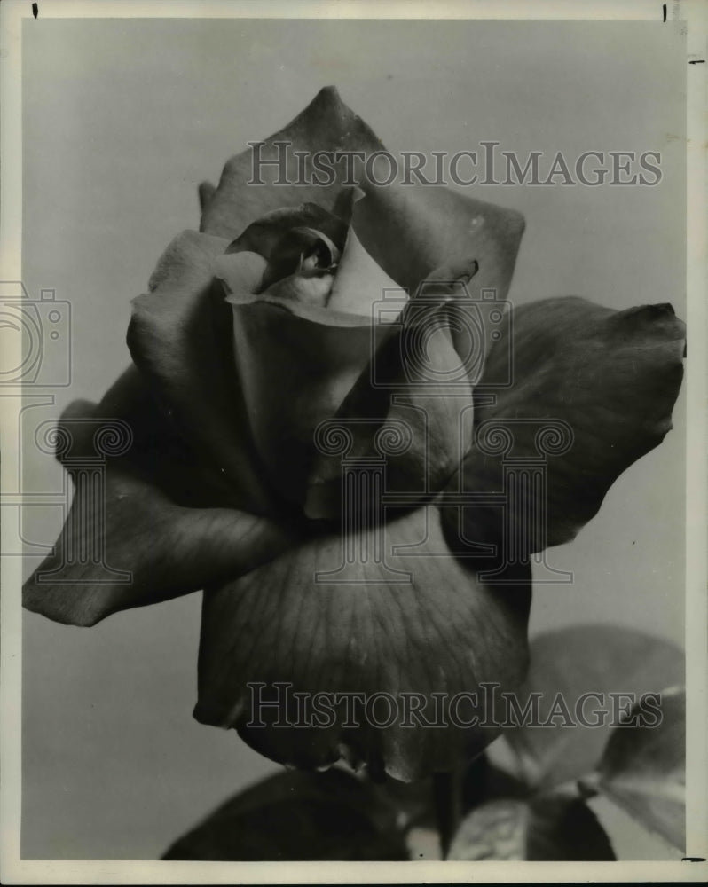 1966 Press Photo The Rose- Historic Images