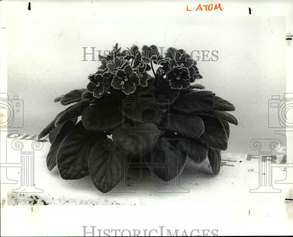 1990 Press Photo Green Circle Growers, Oberlin, new African Violet Cultivar- Historic Images