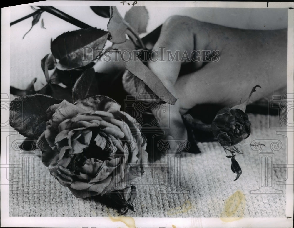 1965 Press Photo Roses - Historic Images