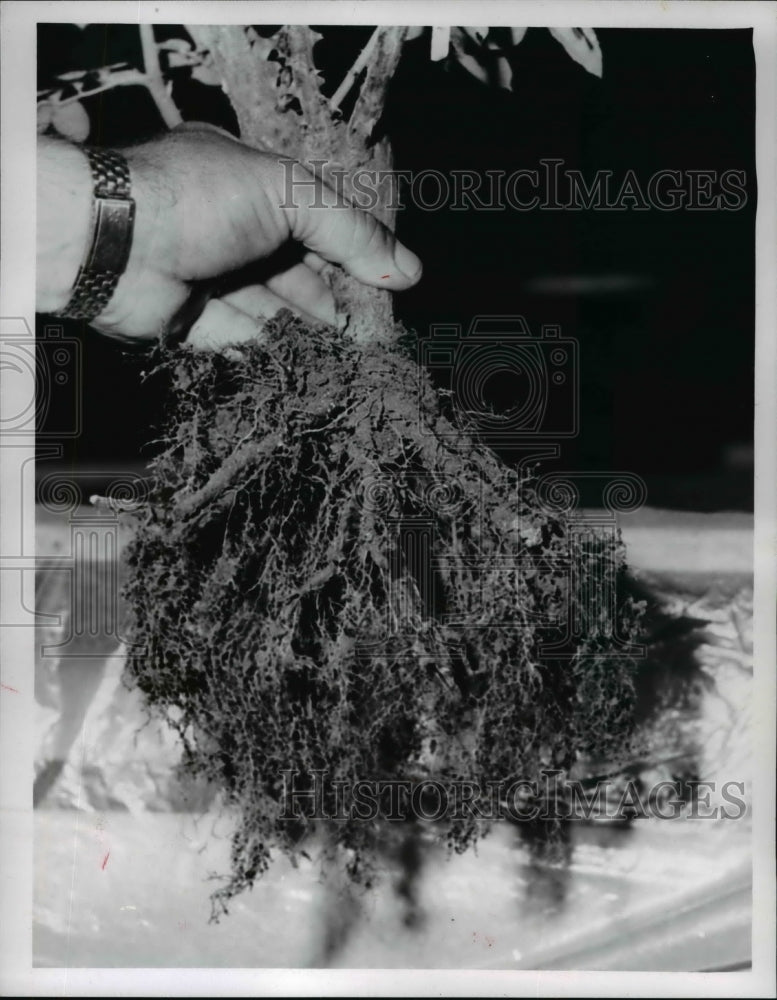 1966 Press Photo Pruning root end of rose plants- Historic Images