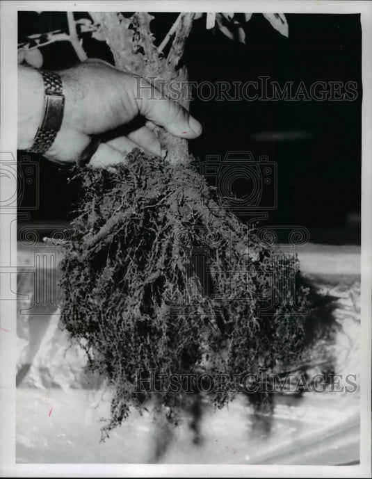 1966 Press Photo Pruning root end of rose plants- Historic Images