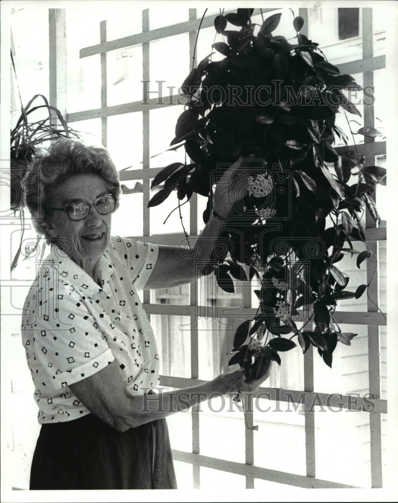 1985 Press Photo Hoya Plant- Historic Images