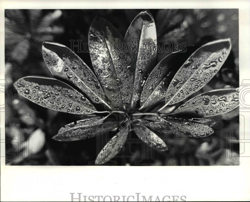 1985 Press Photo Raindrops on Rhododendrons- Historic Images