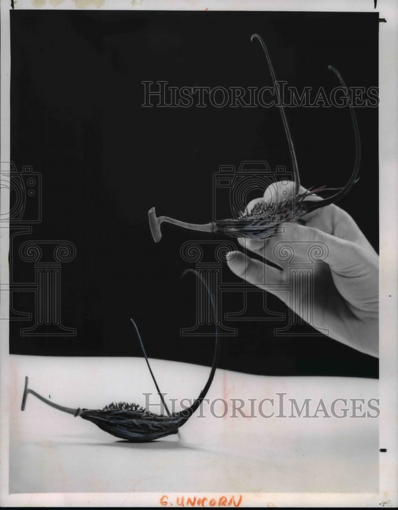 1967 Press Photo Seed pods of unicorn plant (Martynia)- Historic Images