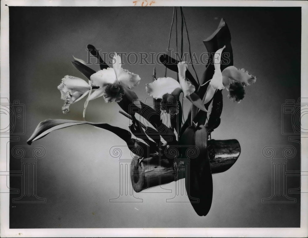 1962 Press Photo Flowers- Historic Images